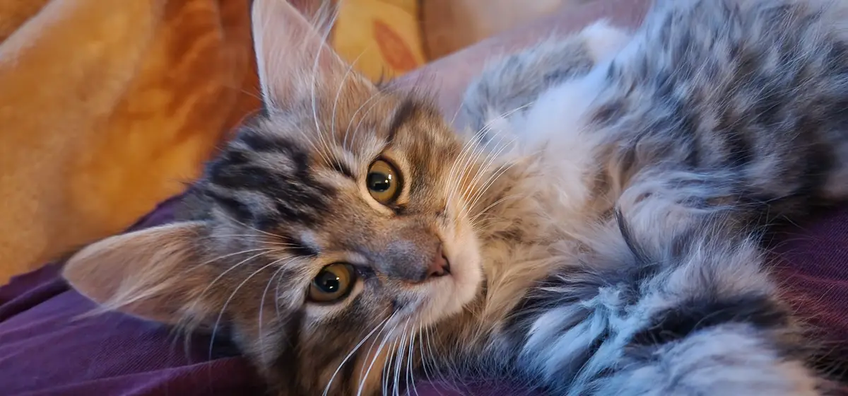 A fluffy, long-haired tabby cat with wide, expressive eyes lies on its side on a purple fabric, looking directly at the…