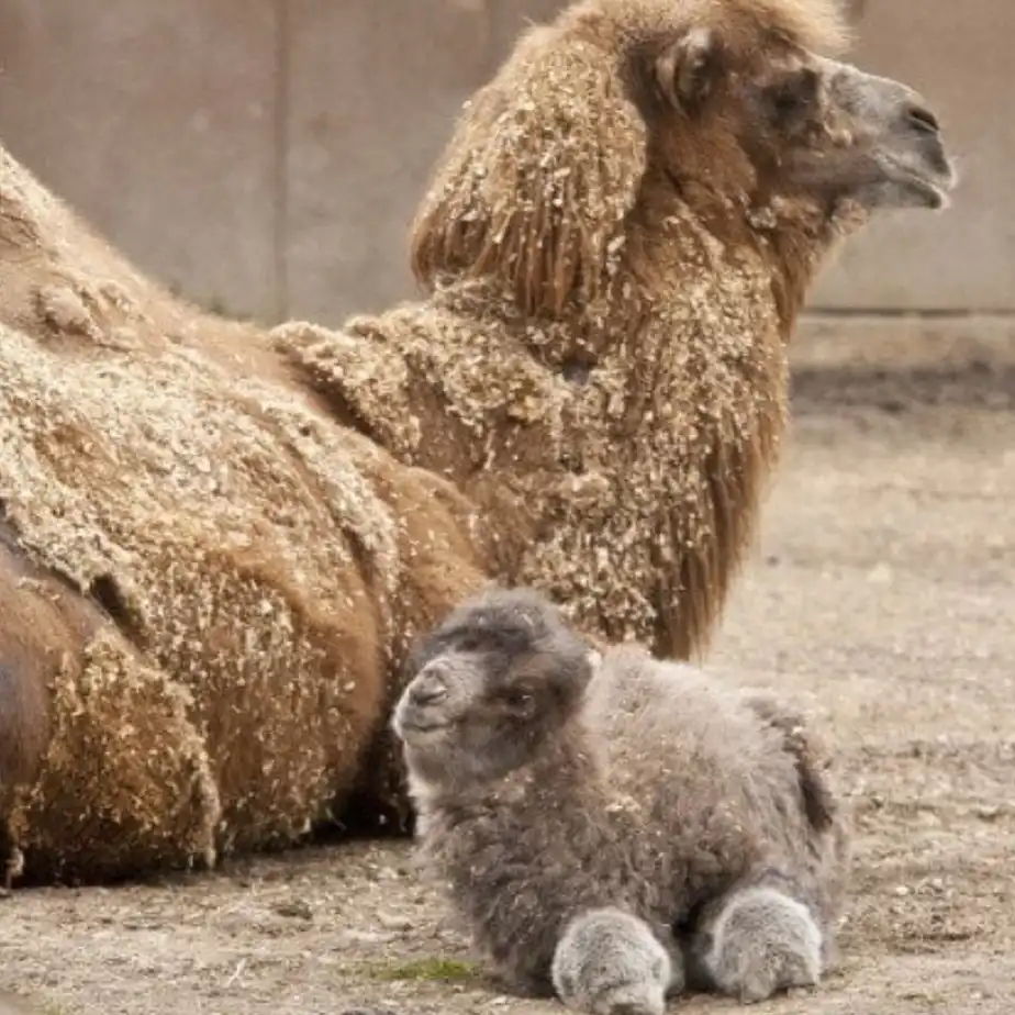 A large, shaggy brown camel lies on dusty ground, covered in loose fur or hay, while a small, fluffy gray baby camel sits in…