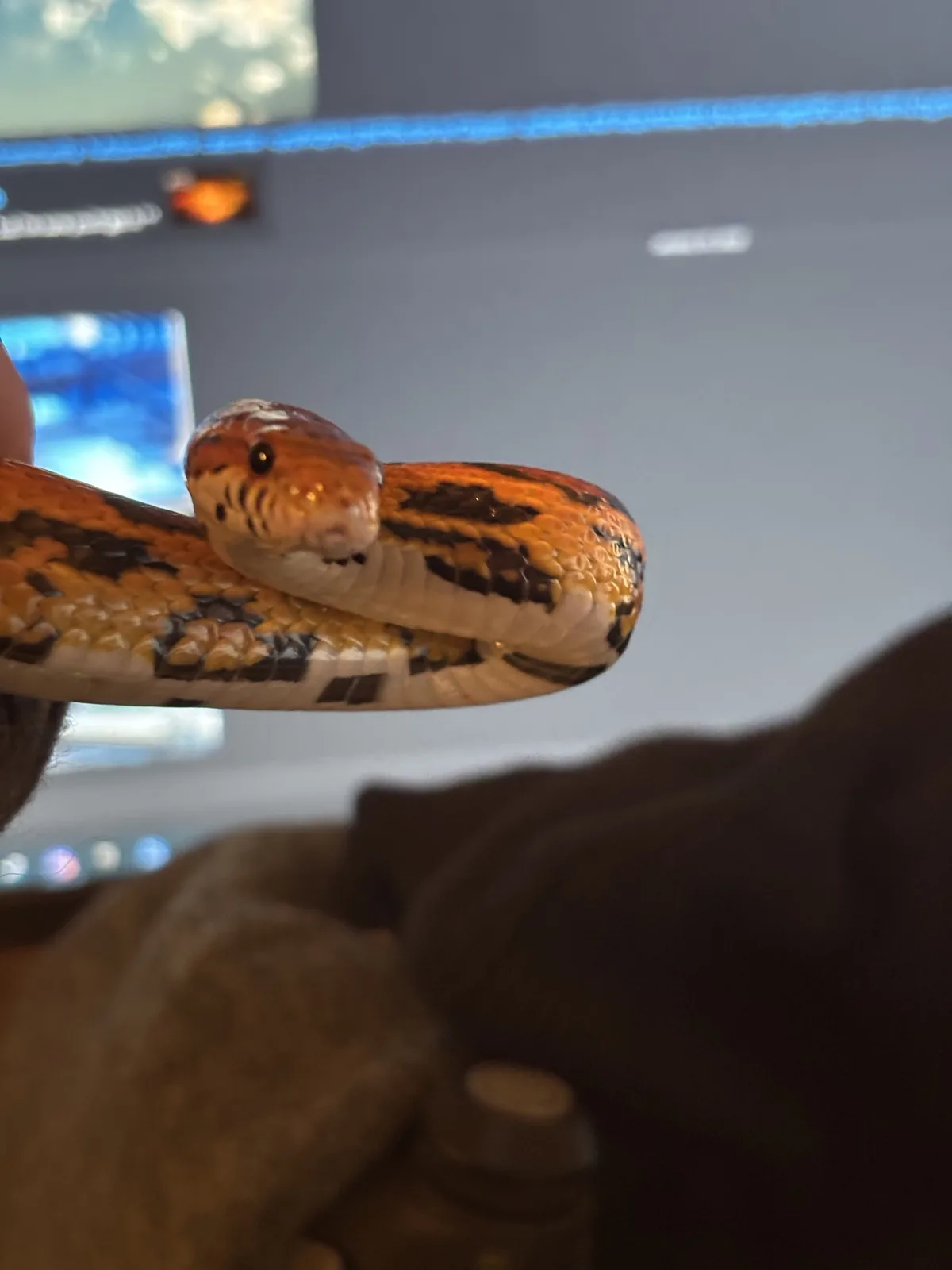 A close-up photo shows a person holding a small, patterned snake with orange, black, and white scales. The snake is coiled…
