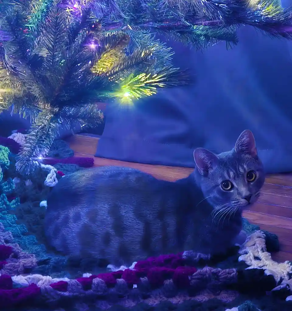 Adorable Christmas Kitten Brings Holiday Cheer