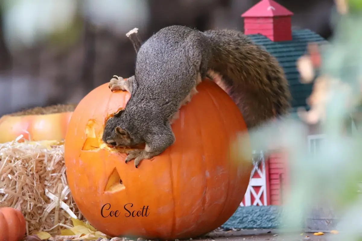 A gray squirrel is perched atop a large orange pumpkin, actively eating the carved-out interior. The pumpkin has a carved…