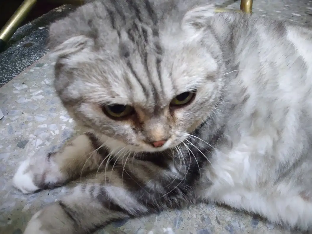 Just a Cat: The Internet's Favorite Feline