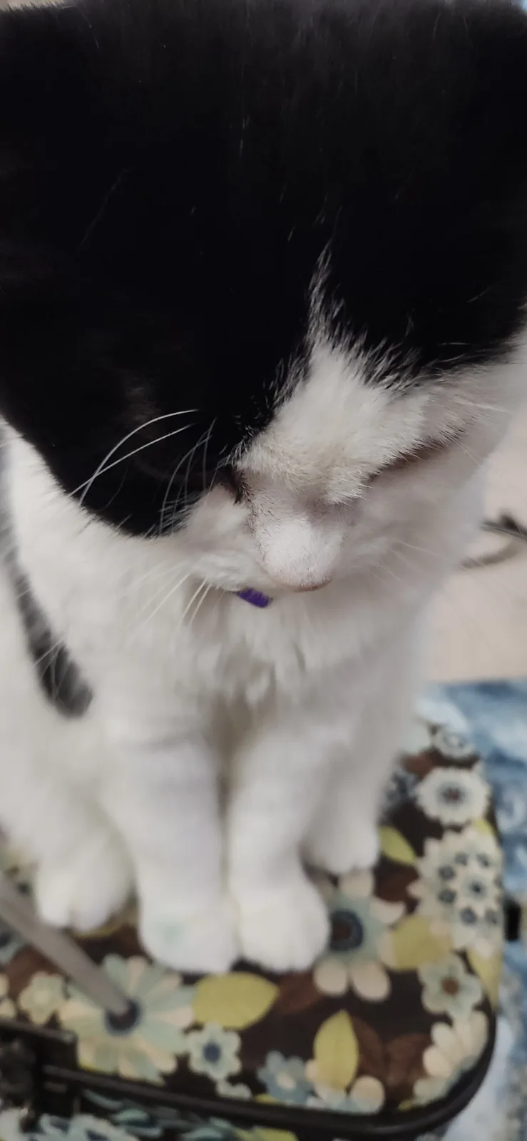 A close-up photo of a black-and-white cat with its head bowed down, looking sad or contemplative, sitting on a…