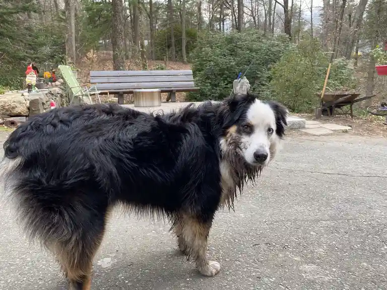 A black, white, and tan dog with one blue eye and one brown eye stands on a gravel path, looking directly at the camera with…