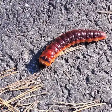 Meet this adorable little caterpillar!