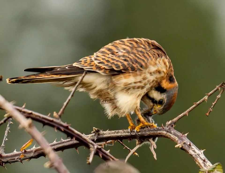 A small bird of prey, likely an American Kestrel, perched on a thorny branch, is shown with its head tucked into its chest…