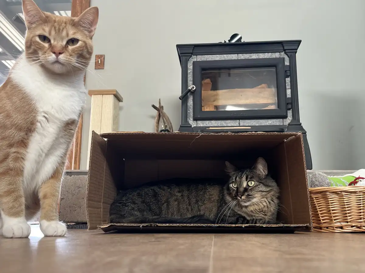 An orange and white cat stands outside a cardboard box with a stern, unimpressed expression, while a tabby cat lounges…