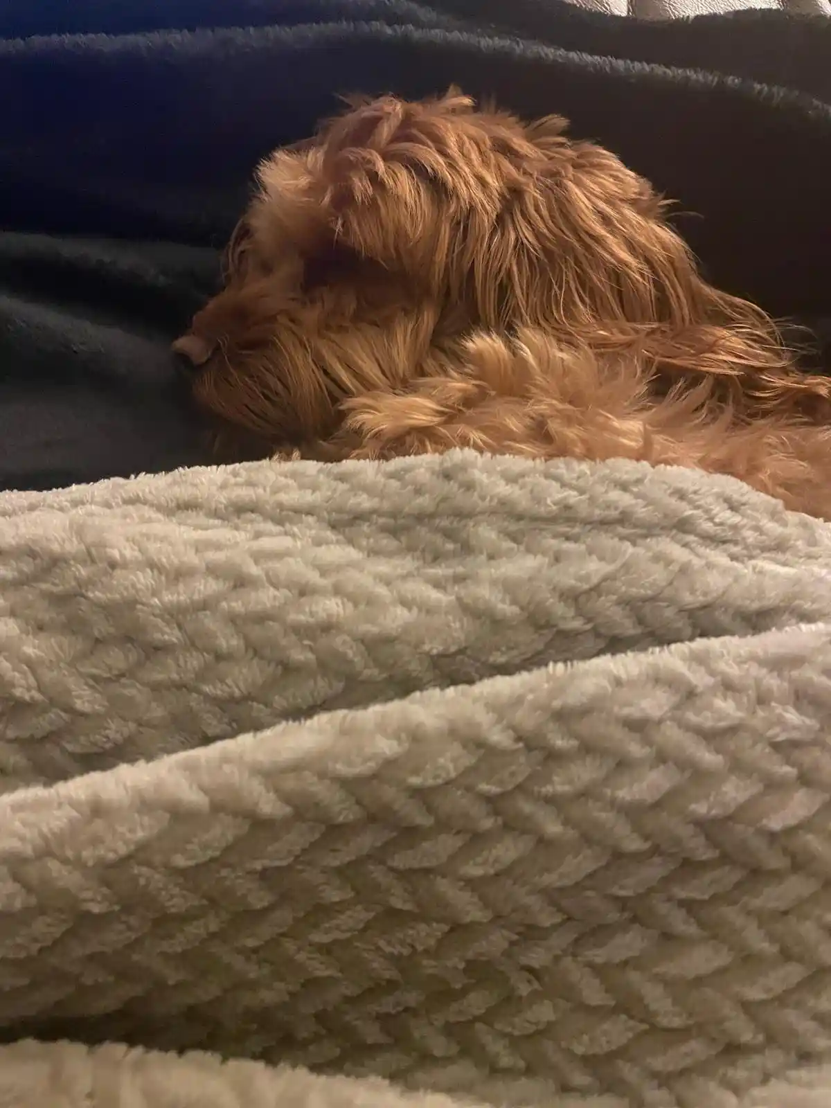 A fluffy, reddish-brown dog is curled up and sleeping soundly on a dark blanket, with a thick, textured white blanket pulled…