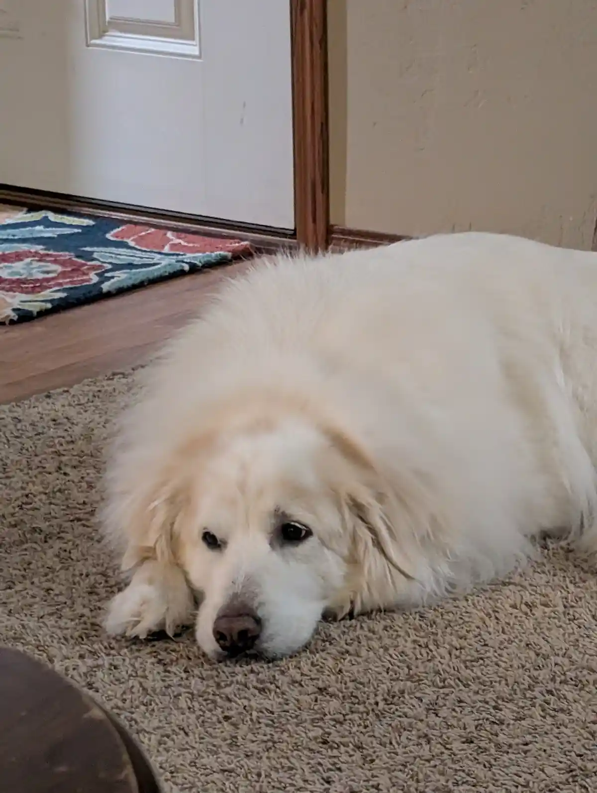 A fluffy white dog with a sad, droopy expression lies on a beige carpet near a door with a patterned rug. The overlaid text…