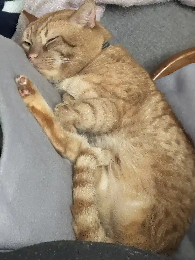 A ginger tabby cat is curled up and sleeping soundly on a gray fabric surface, one paw slightly raised. The overlaid text…
