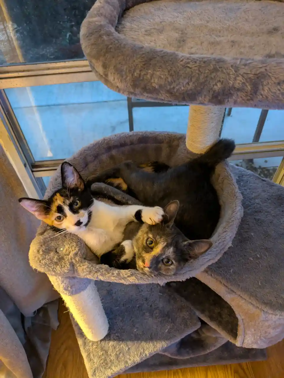 Celebrating 10 Years with Adorable Kittens: My First Post