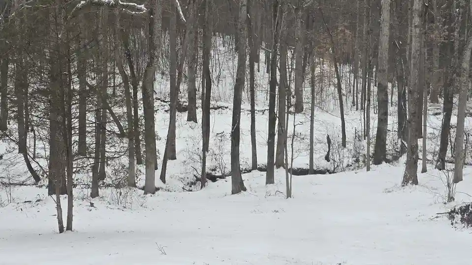 Experiencing Southern Snow: A Unique Winter Wonder
