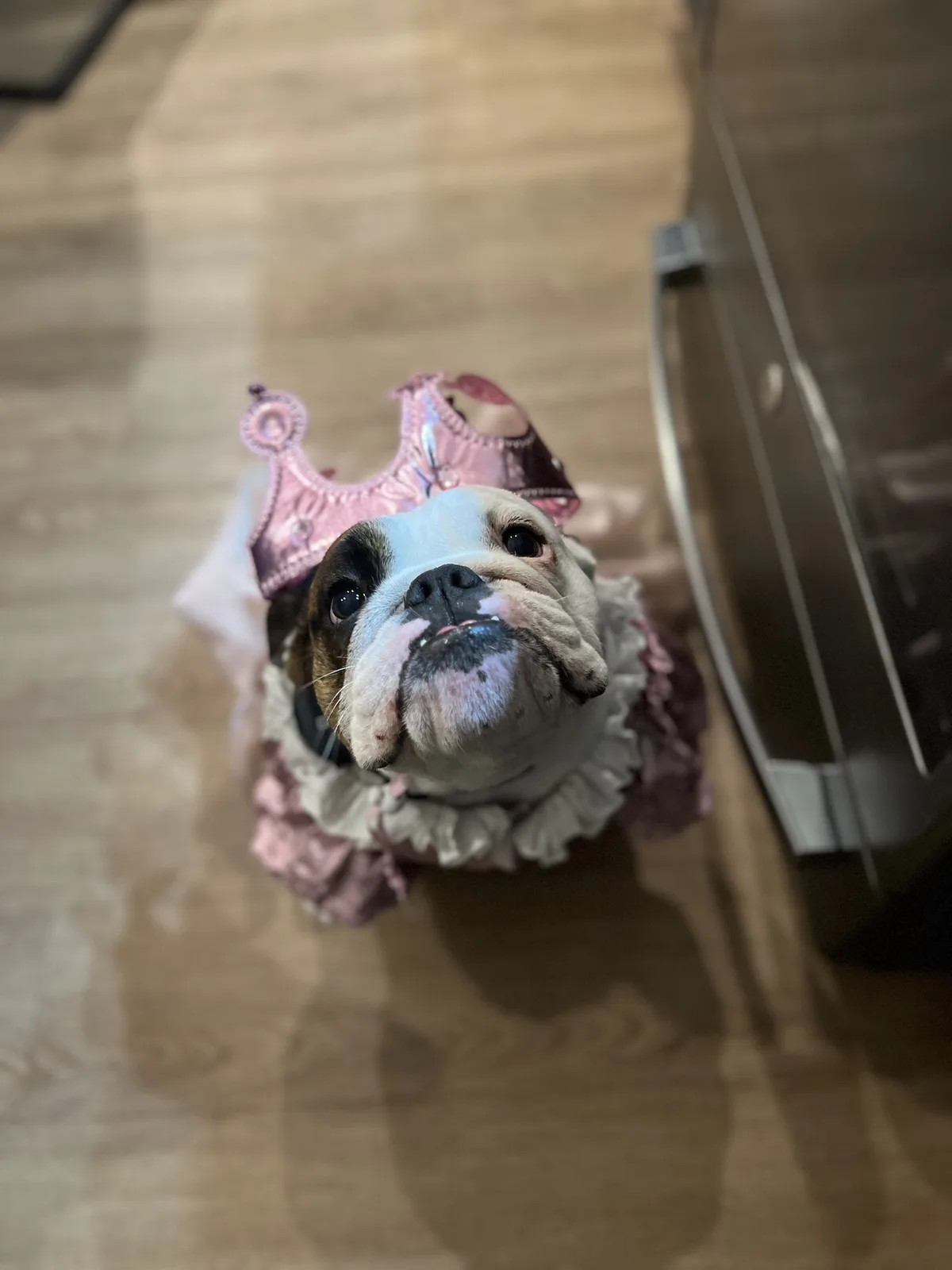 A bulldog wearing a pink princess crown and a matching frilly dress looks up at the camera with a serious, slightly smug…