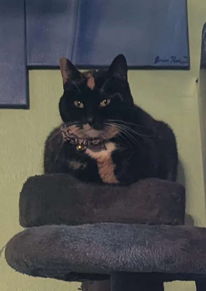 A black and tan cat with a white chest sits atop a dark gray cat tree, looking directly at the camera with a serious…
