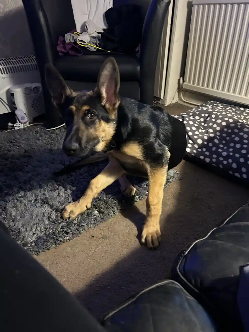 A German Shepherd puppy with black and tan fur is lying on a grey shag rug indoors, looking up with a slightly guilty or…