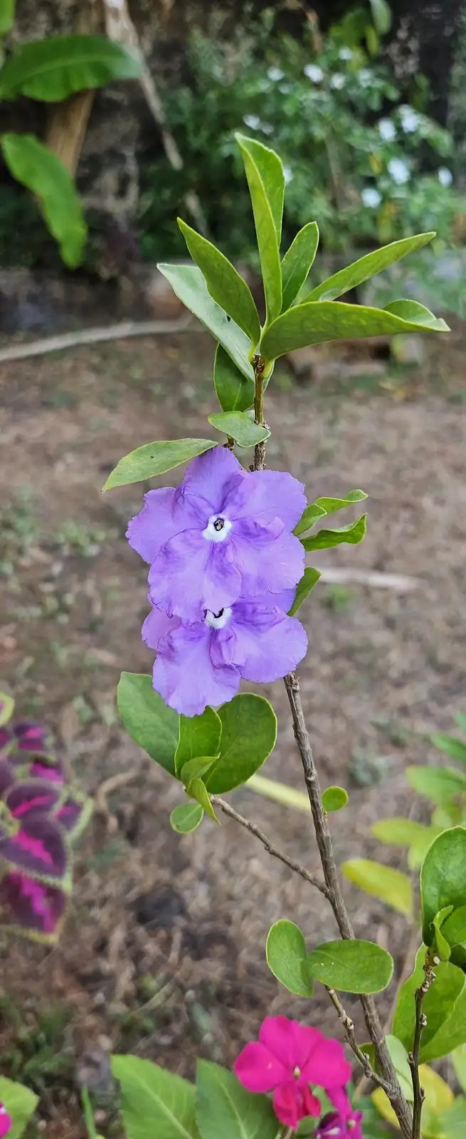 A close-up photo shows two purple flowers with white centers growing on a branch with green leaves, set against a blurred…
