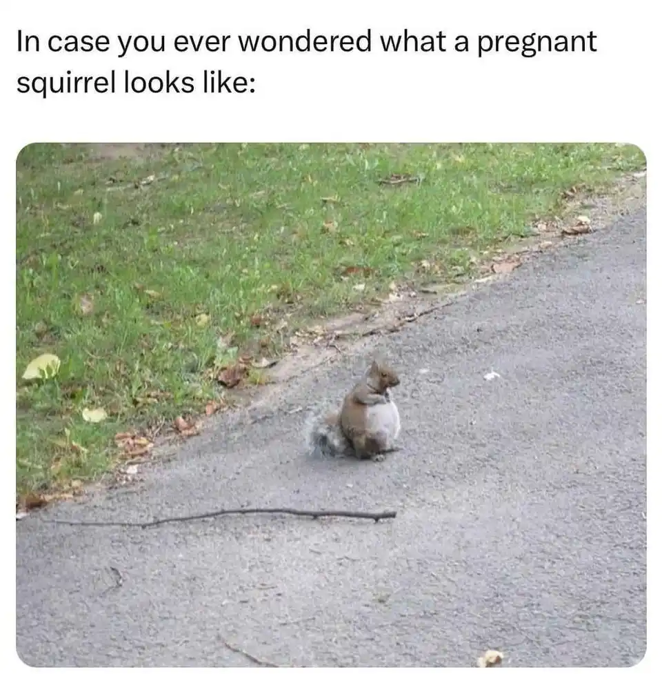 Meet Ch0nky, the Adorable Mama Squirrel