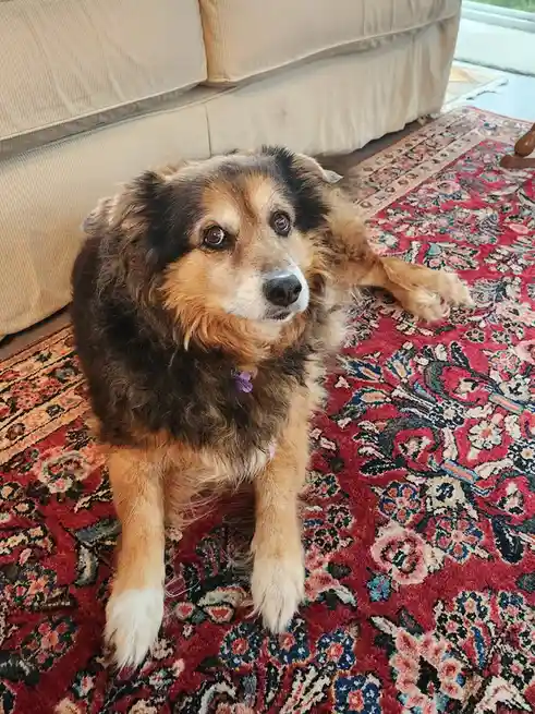 A fluffy brown and black dog with a purple tag on its collar sits on a red patterned rug in front of a beige couch, looking…
