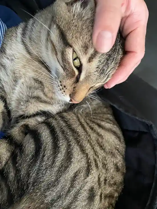 A close-up photo shows a tabby cat with green eyes being petted on the head by a human hand. The cat's eyes are half-closed…