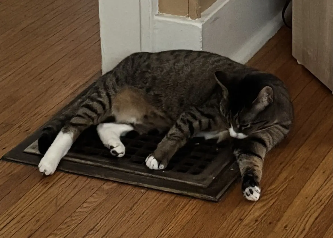 The Poor Kitty is Feeling the Chill