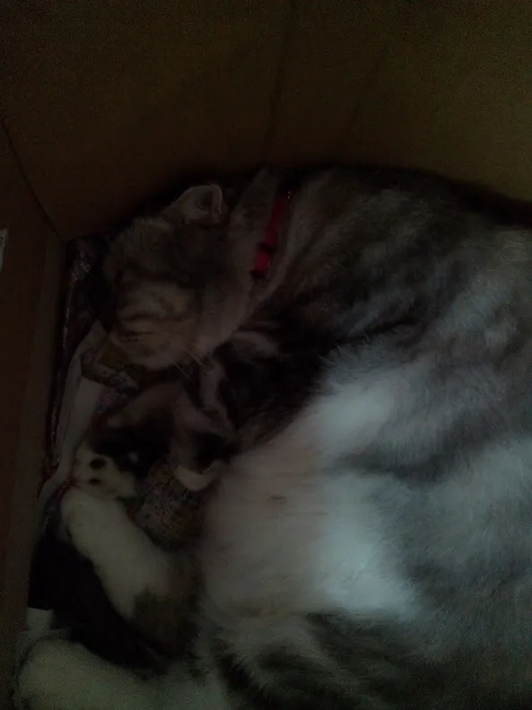 A tabby cat with a red collar is curled up asleep inside a cardboard box, nestled against a small black-and-white kitten…