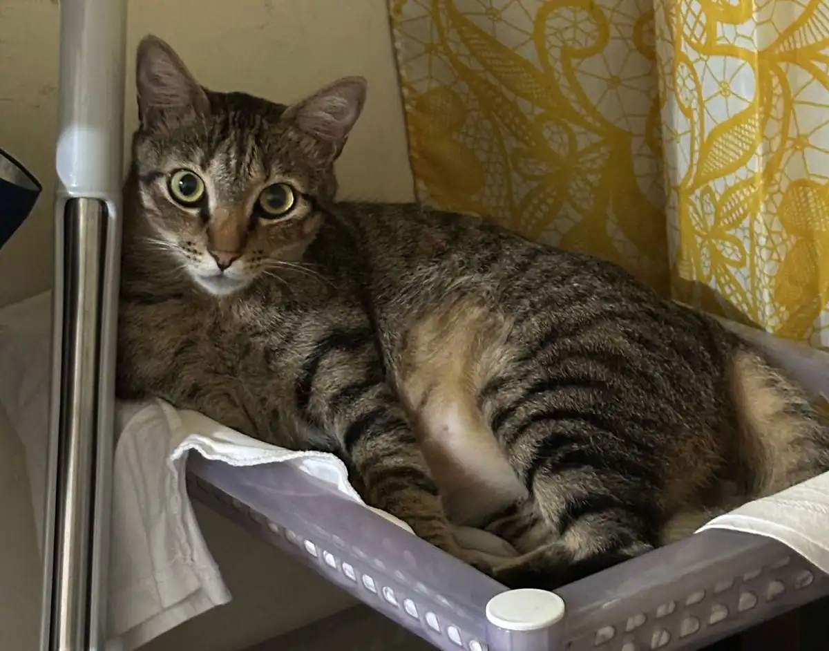 A tabby cat with wide, startled-looking eyes lies curled up inside a light purple plastic laundry basket lined with a white…