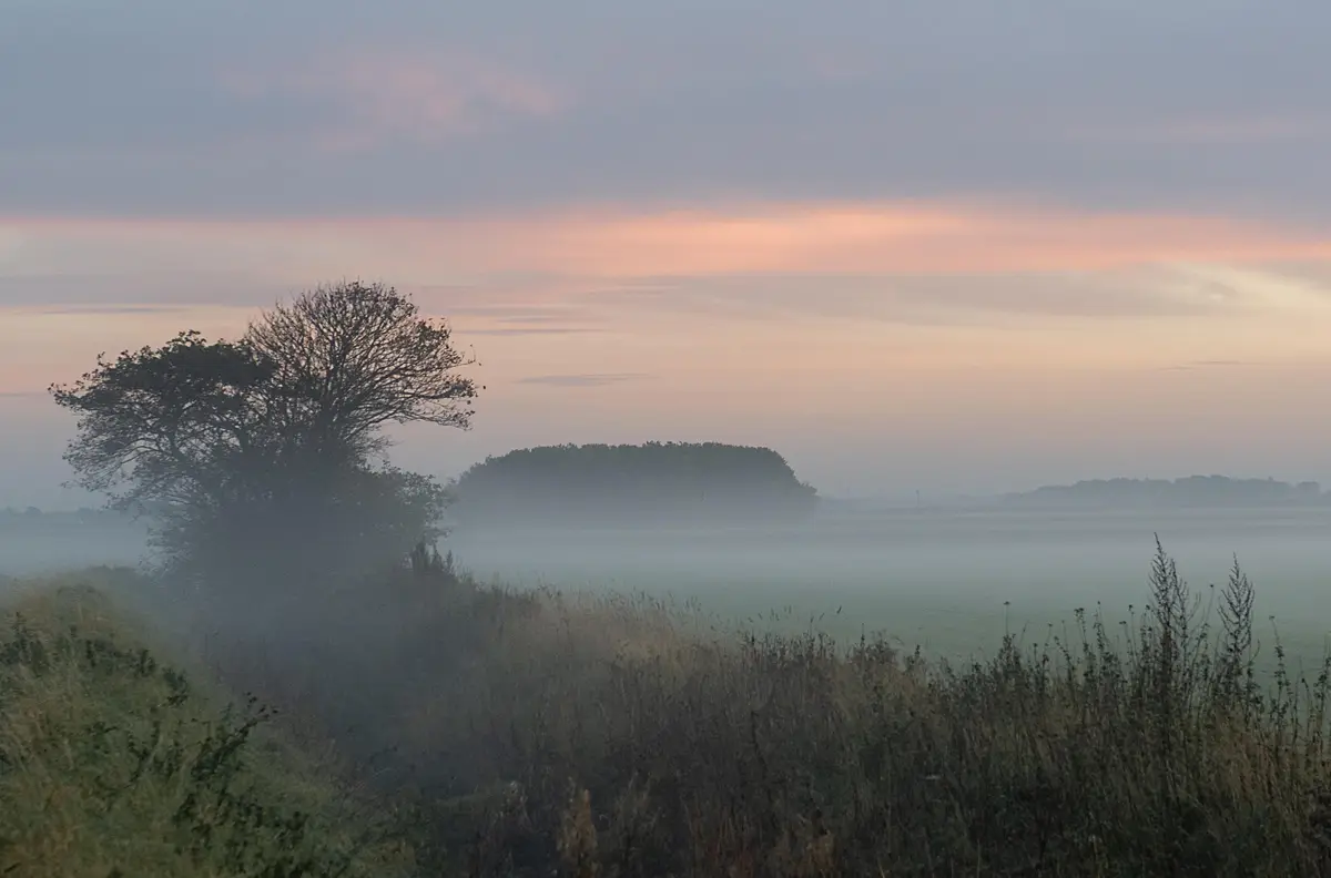 The Enigmatic Fog Rose: Nature's Mystery