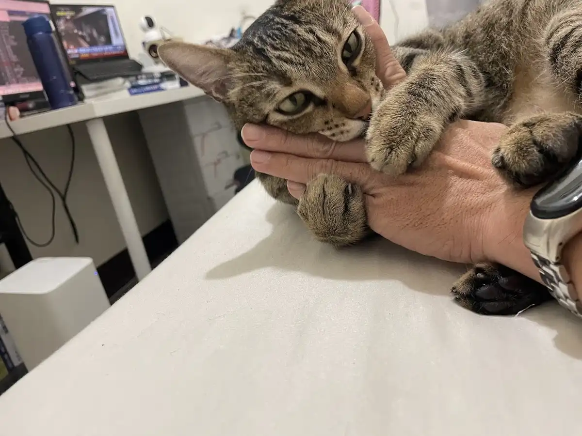 The Feline Chronicles: Yet Another Cat Encounter