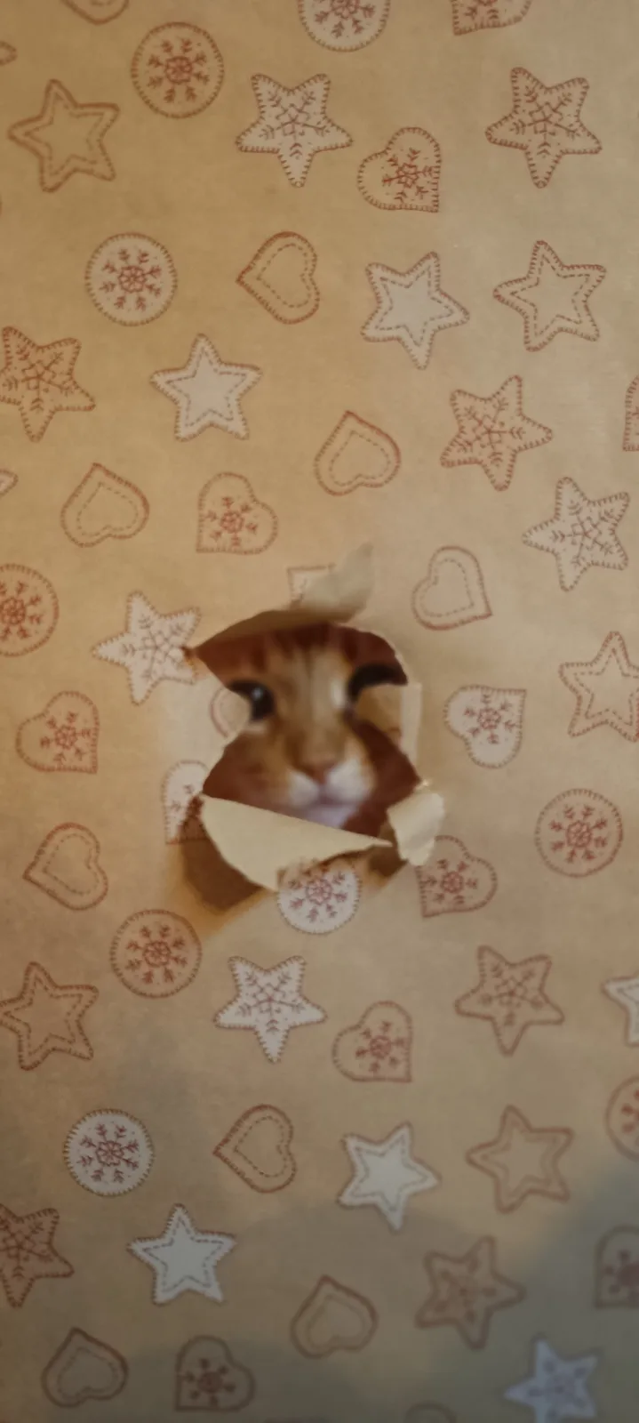 A close-up shot shows a small orange tabby cat peeking through a torn hole in brown wrapping paper decorated with stitched…