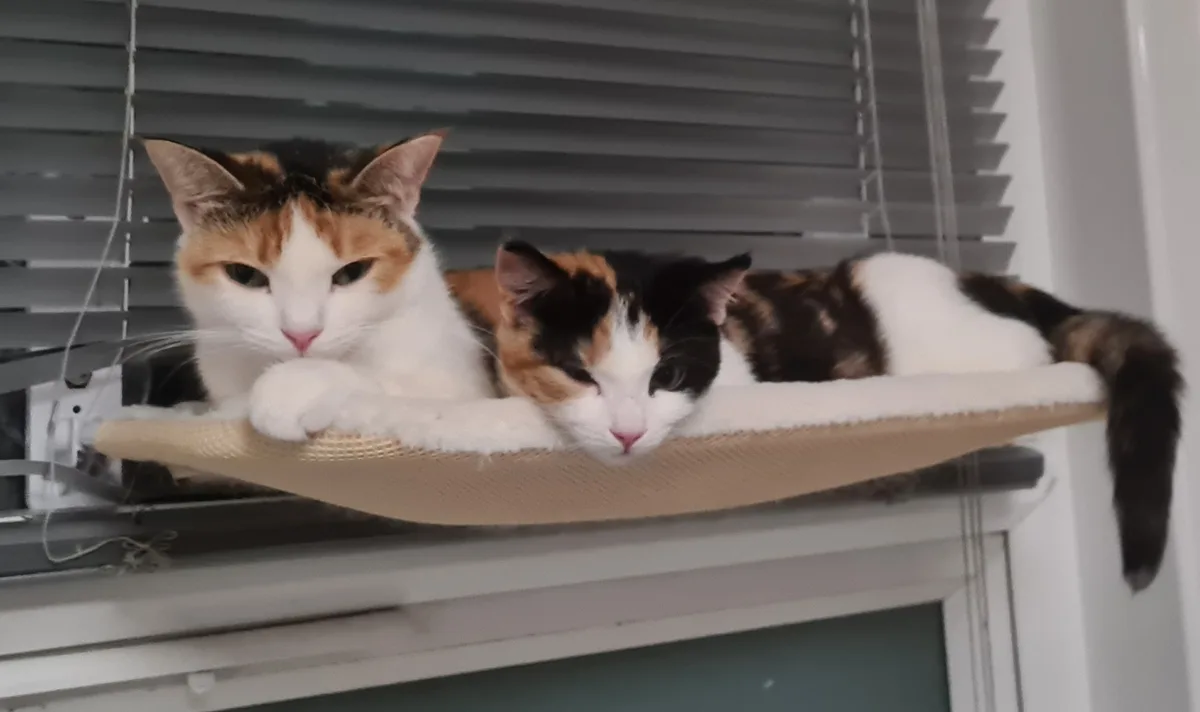 Introducing the Sisfurs: A Furry Delight