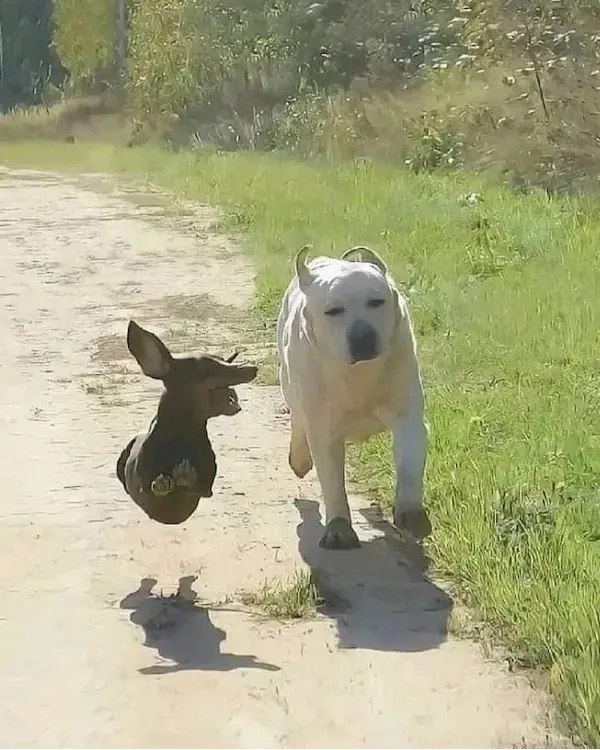 A small, dark-colored dog is captured mid-air, seemingly leaping or being thrown backward, while a large, white, muscular…