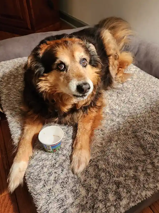 A fluffy brown and black dog with sad, pleading eyes lies on a grey furry dog bed, looking directly at the camera with an…