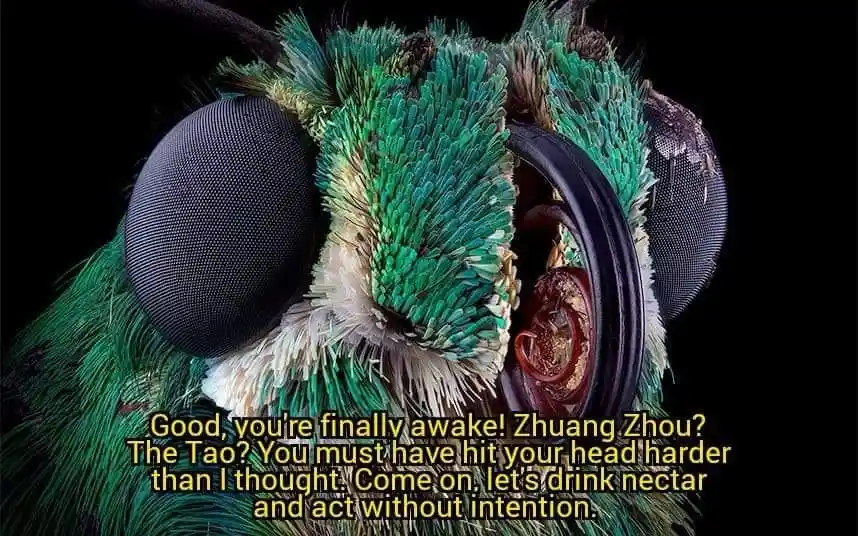 A macro photograph of a green insect's head, showing large compound eyes and feathery green and white hairs, with overlaid…