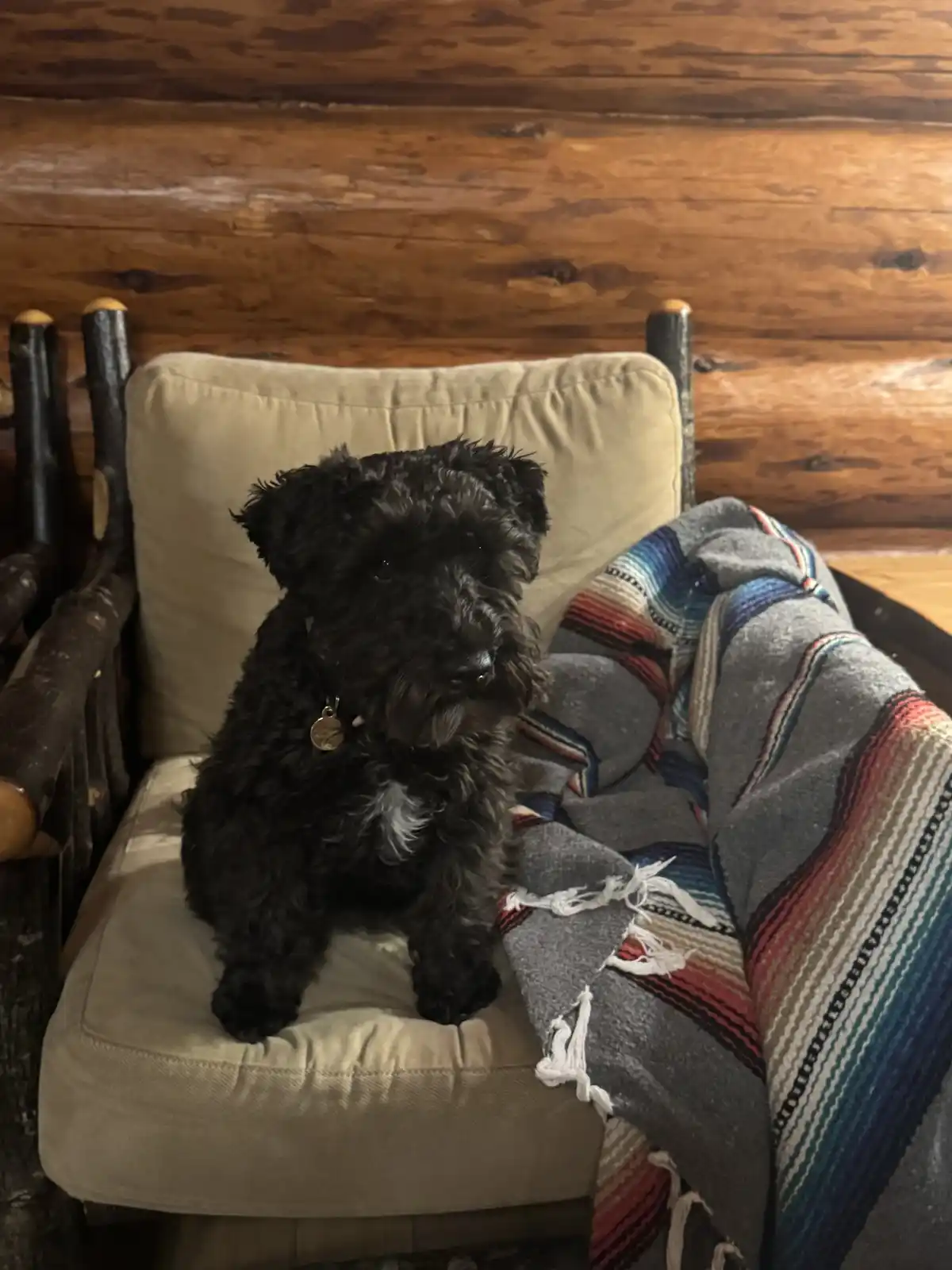 A small black dog with shaggy fur sits upright on a beige cushioned chair with log-style arms, looking directly at the…