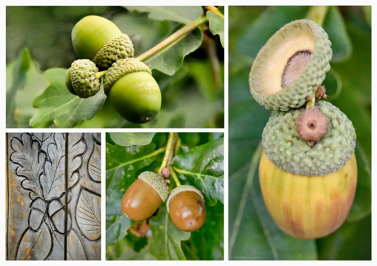 A collage of four images showing acorns in various stages: green acorns on a branch, a close-up of a split acorn revealing…