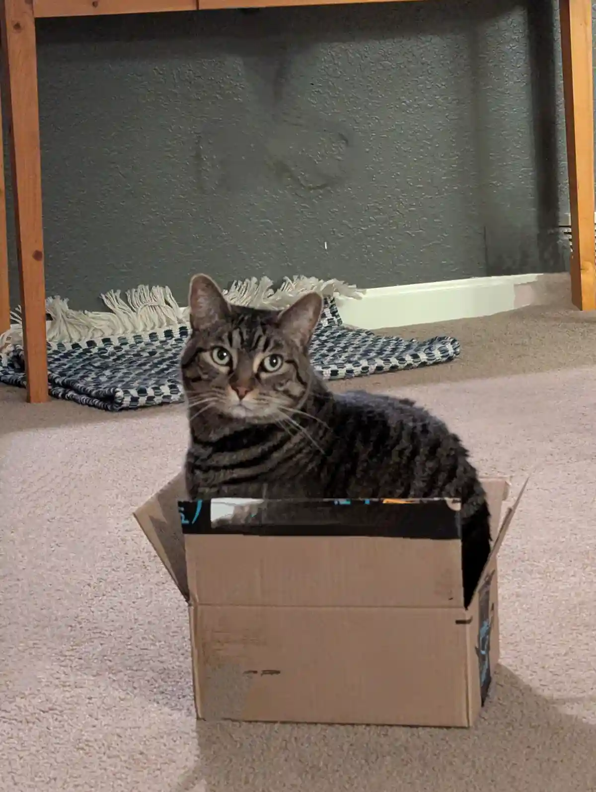A tabby cat with green eyes sits upright in a cardboard box on a carpeted floor, looking directly at the camera with a calm…