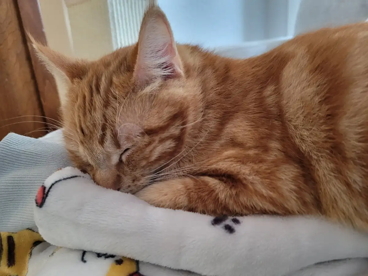 A ginger tabby cat is peacefully sleeping with its eyes closed, curled up on a soft white blanket that has a cartoon cat…