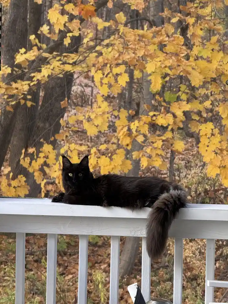 A long-haired black cat with bright green eyes lounges on a white wooden deck railing, looking directly at the camera…
