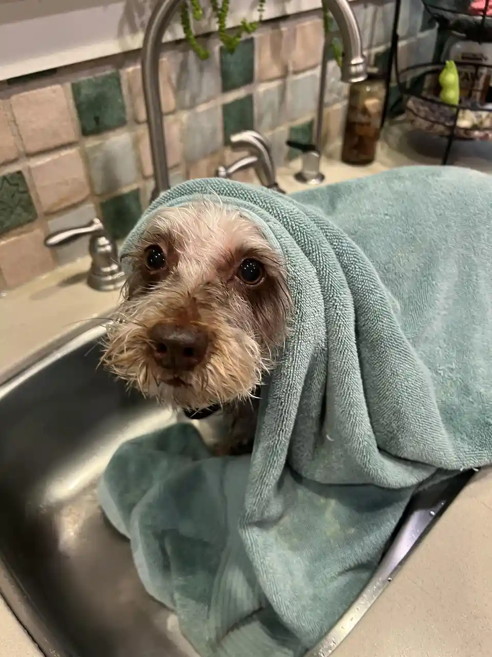 A small, wet dog with shaggy fur and large, pleading eyes sits in a stainless steel kitchen sink, wrapped in a teal towel…