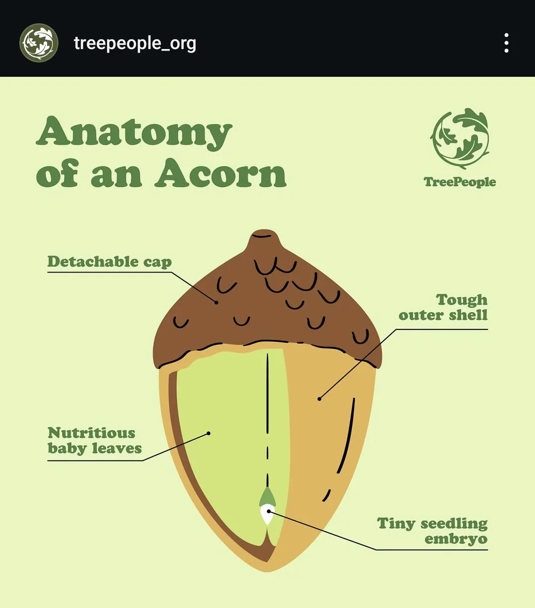 An educational infographic from TreePeople titled 'Anatomy of an Acorn' shows a cross-section of an acorn with labels…