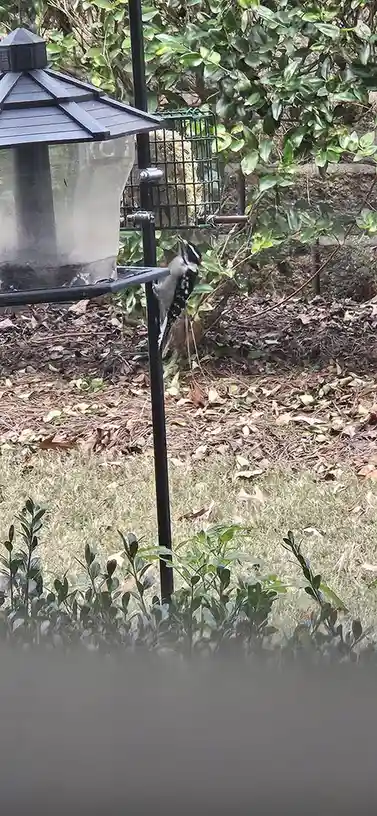 Meet the charming Little Downey Woodpecker.