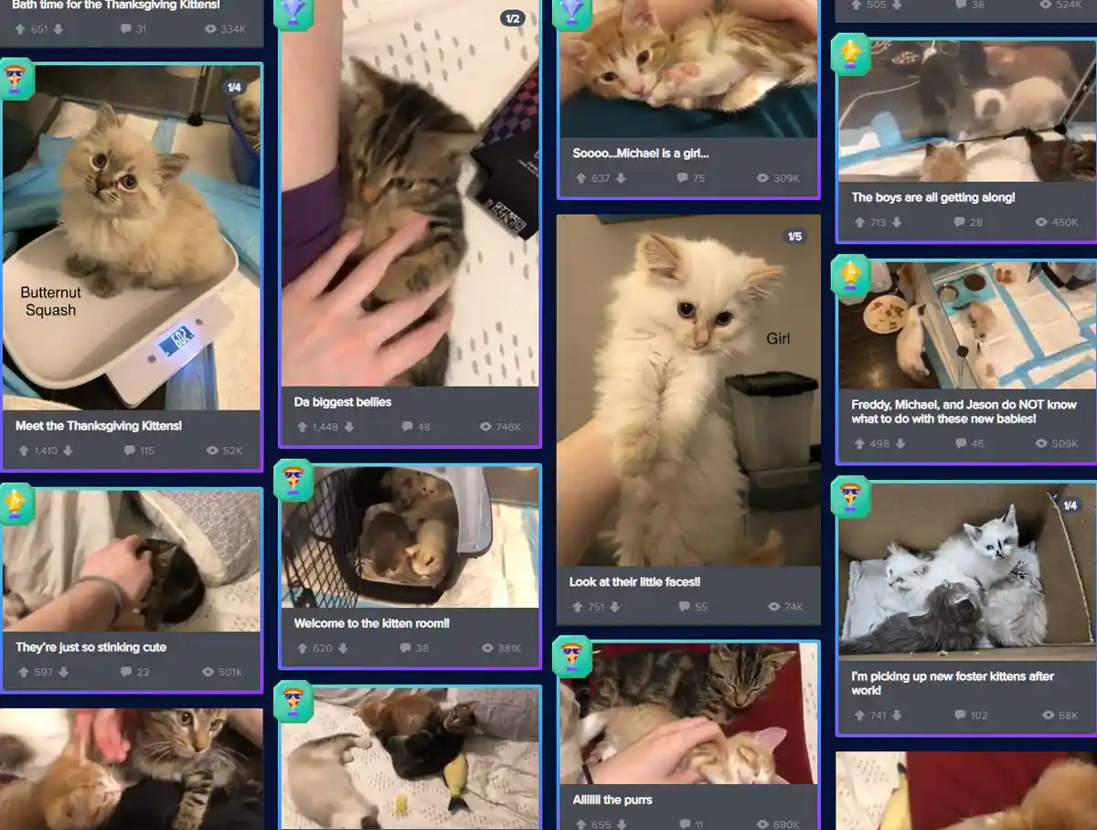 A collage of social media posts showing various kittens, including one labeled 'Michael' with overlaid text saying…