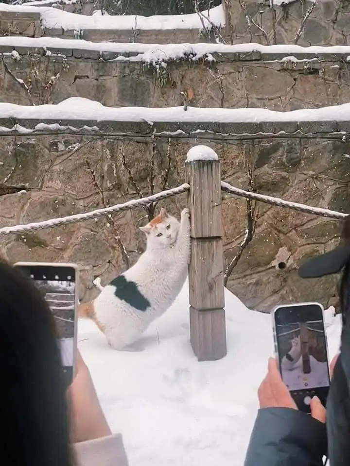 A white cat with orange and black patches is standing upright in snow, leaning against a wooden post while two people take…