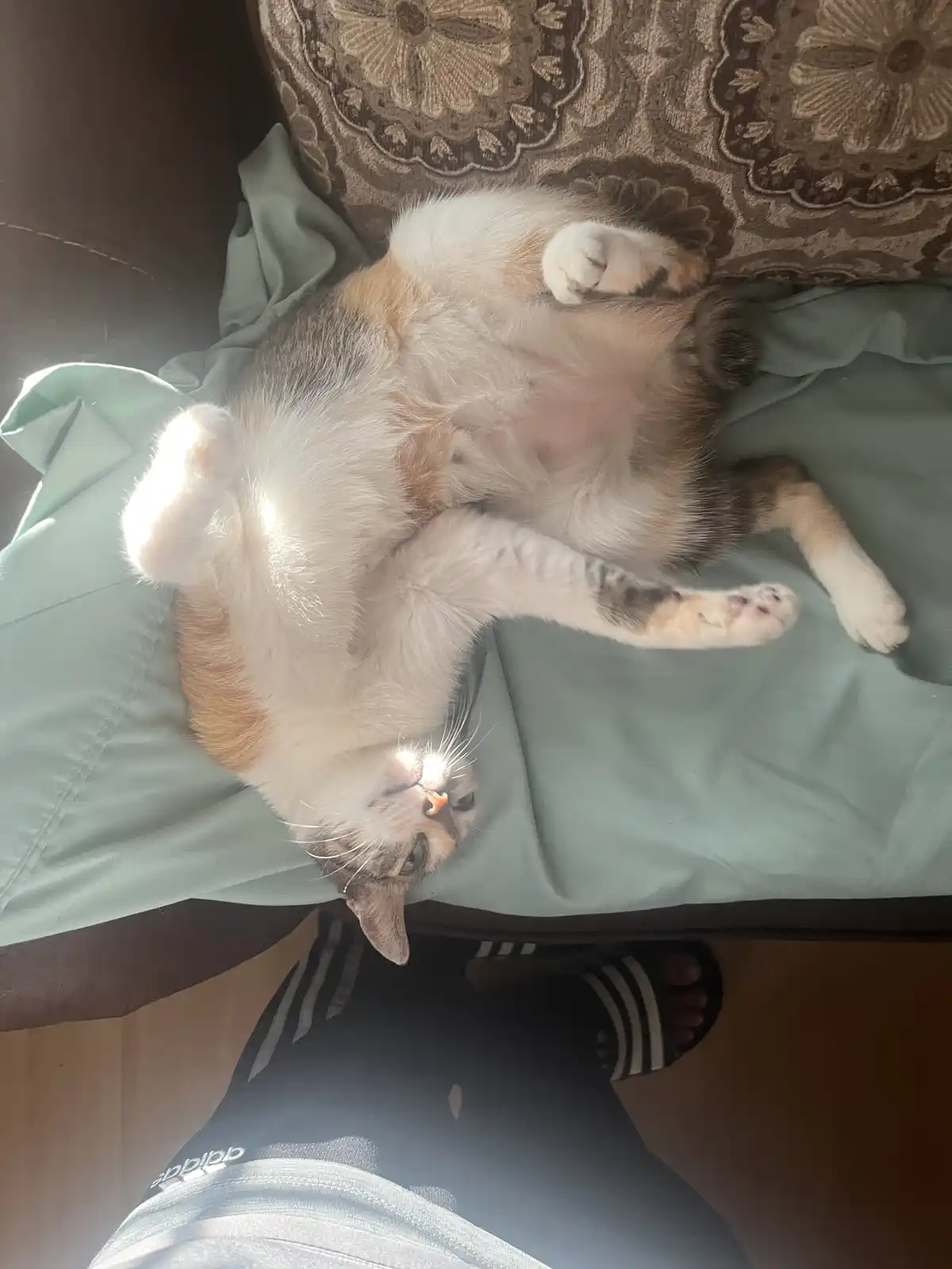 Cats: The Ultimate Feline Companions