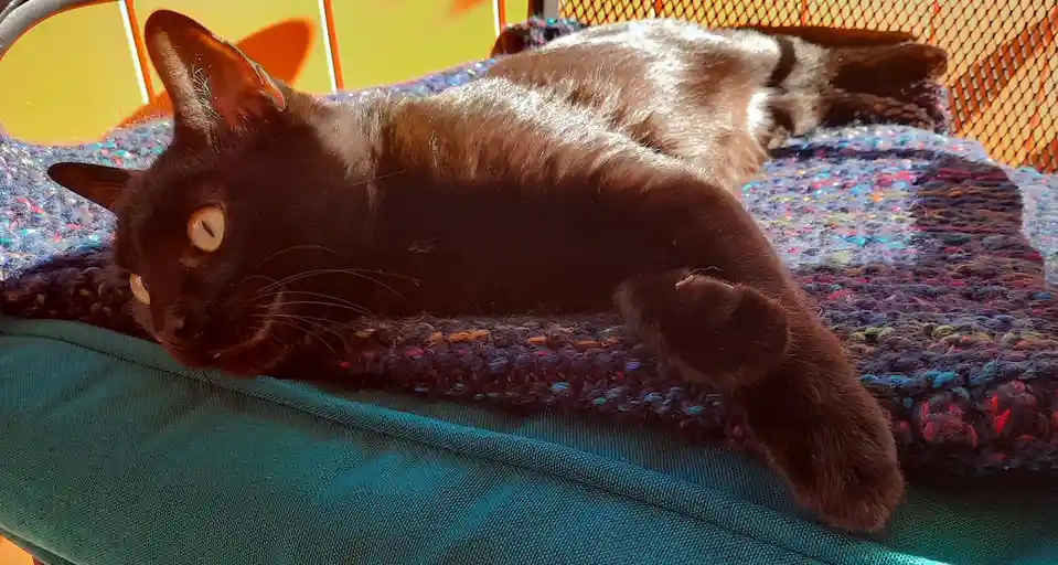 A black cat with amber eyes lies stretched out on a colorful, textured knitted blanket atop a teal cushion, looking relaxed…