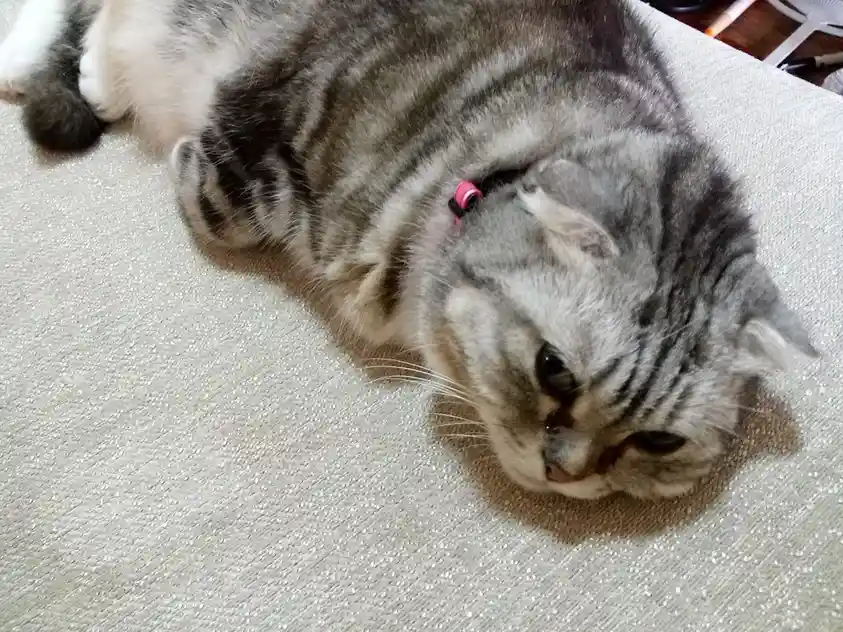 A gray tabby cat with folded ears and a pink collar lies on its side on a light-colored carpet, looking upward with a tired…