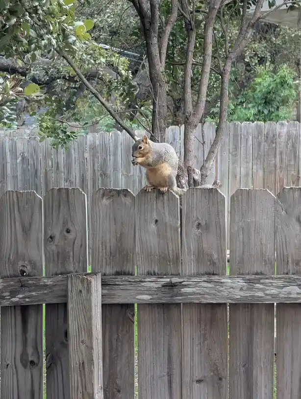 Just a squirrel on a mission for a nut