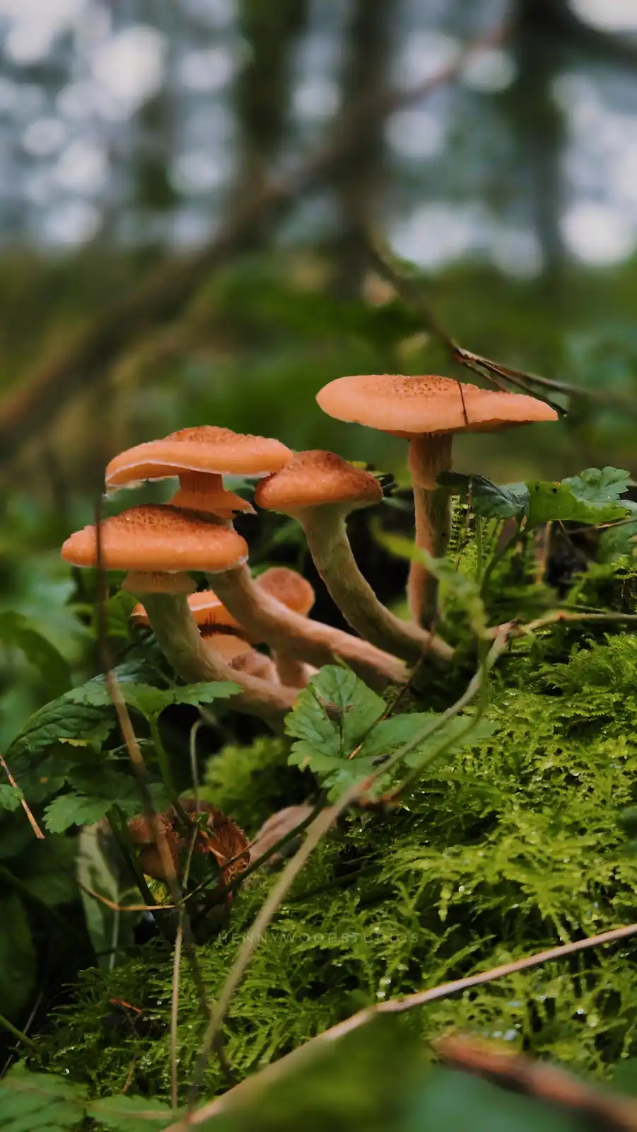 A close-up photograph shows a cluster of small, orange-brown mushrooms growing on a bed of vibrant green moss in a forest…