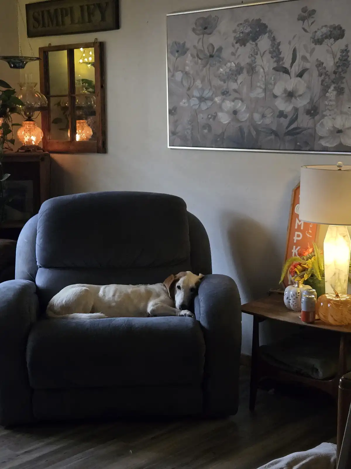 Meet Daisy: The Adorable Blind Dog