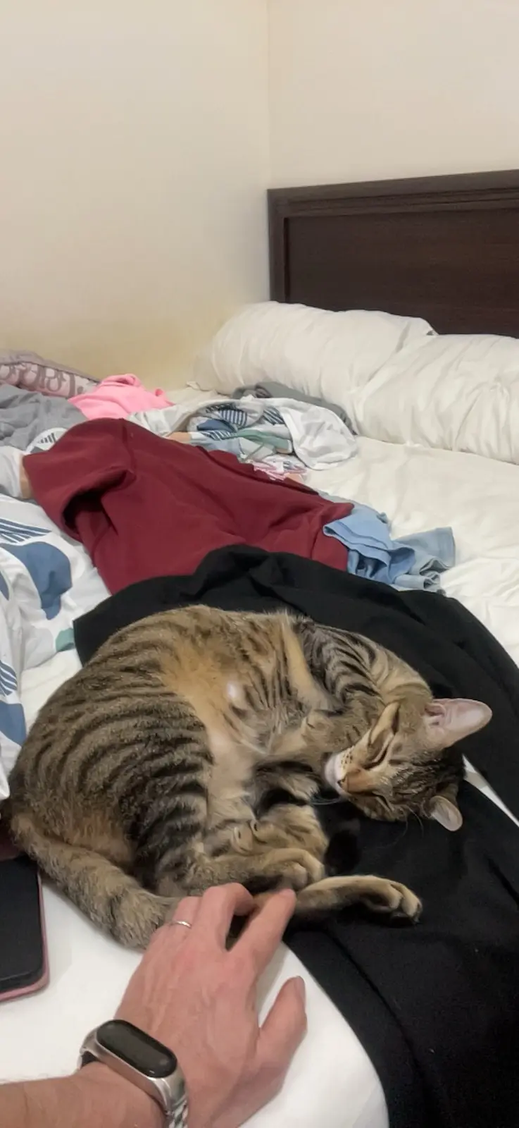 A tabby cat is curled up and sleeping soundly on a person's lap while they lie on a messy bed. The person's hand rests near…